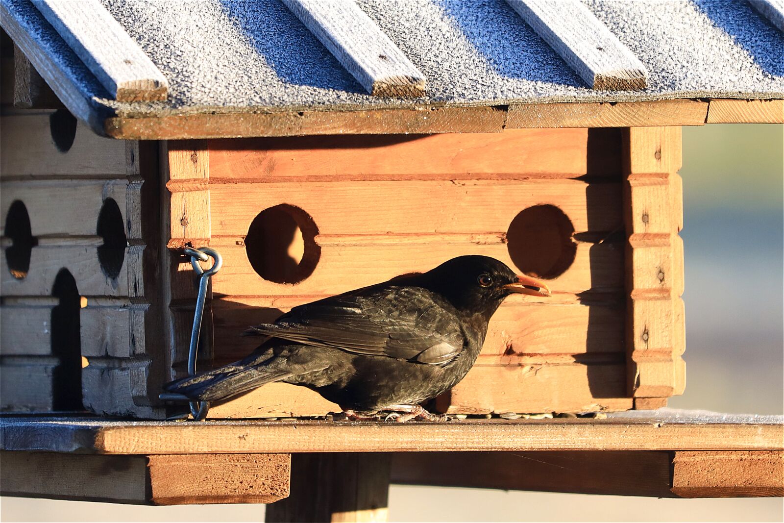 Canon EOS R + Canon EF 70-300 F4-5.6 IS II USM sample photo. Blackbird, bird feeder, bird photography