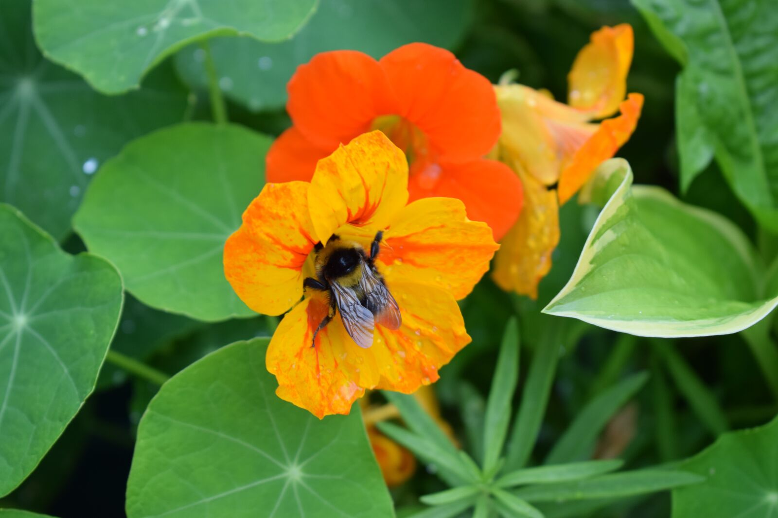 Nikon D3300 sample photo. Bee, pollinating, insect photography