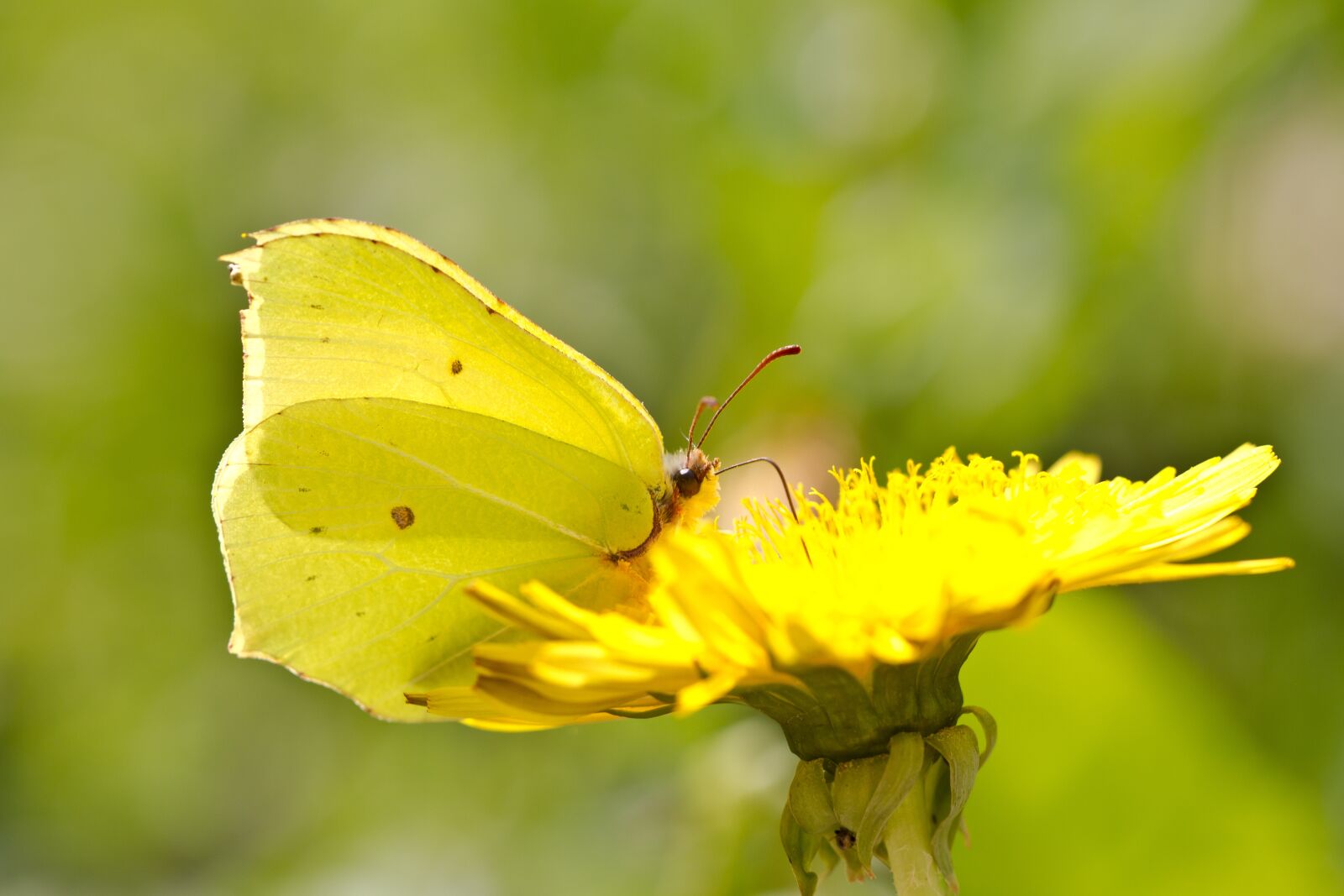 Canon EOS 7D sample photo. Butterfly, drexel, yellow photography