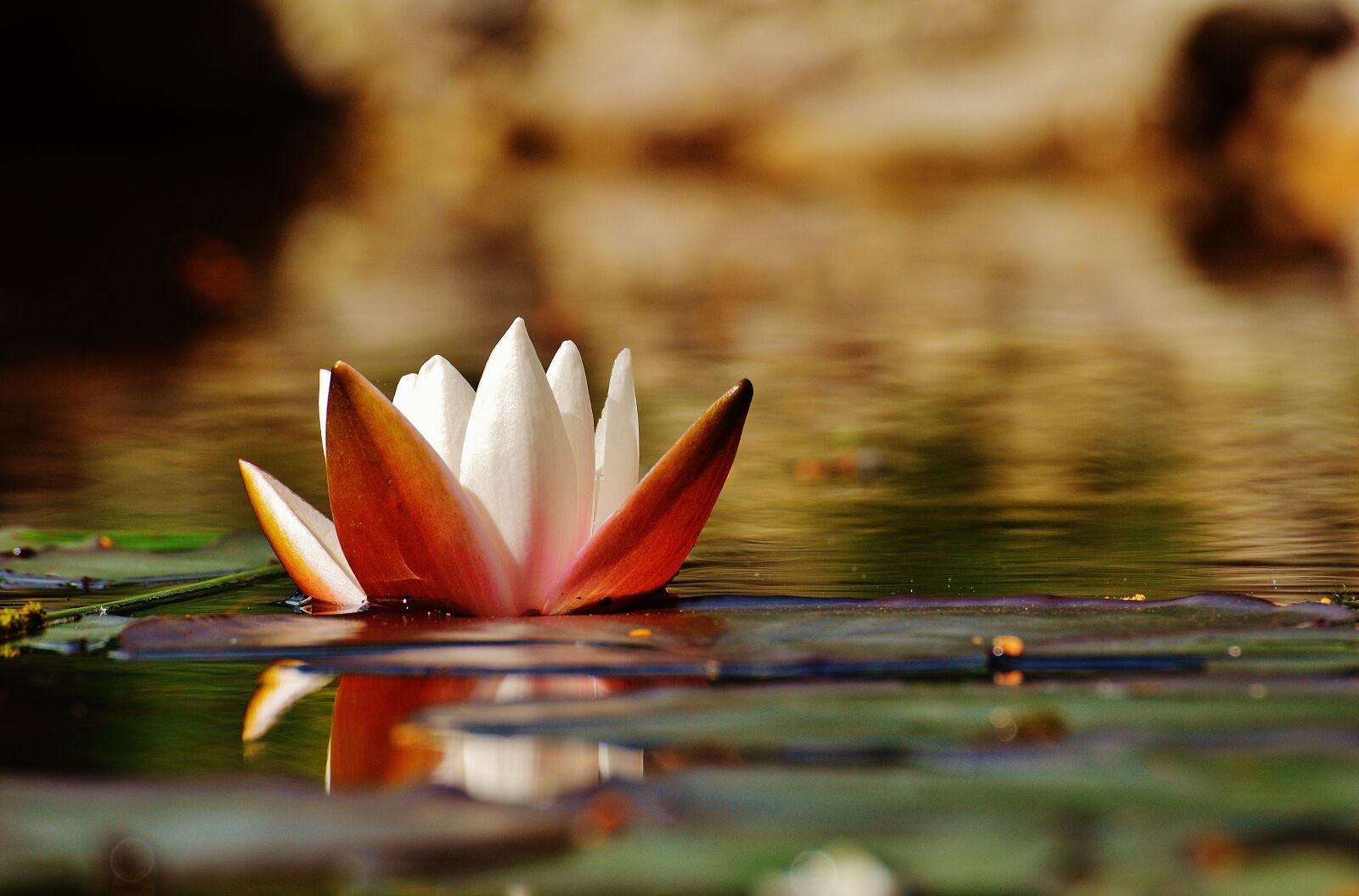 Nikon D3200 sample photo. Water lily, water, bud photography