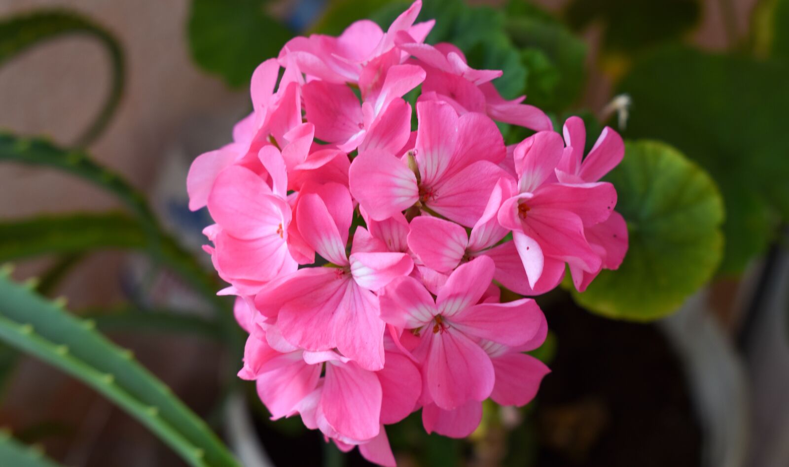 Nikon D3500 sample photo. Flower, plant, nature photography