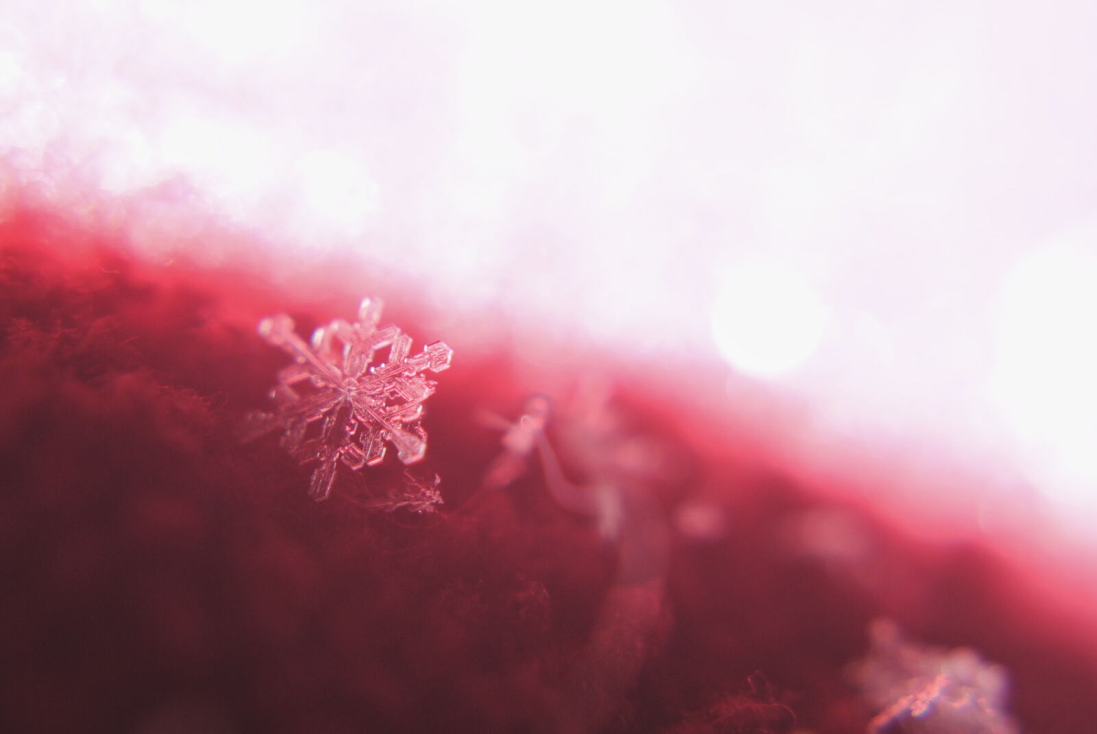 Nikon D3000 sample photo. Selective, focus, photography, of photography