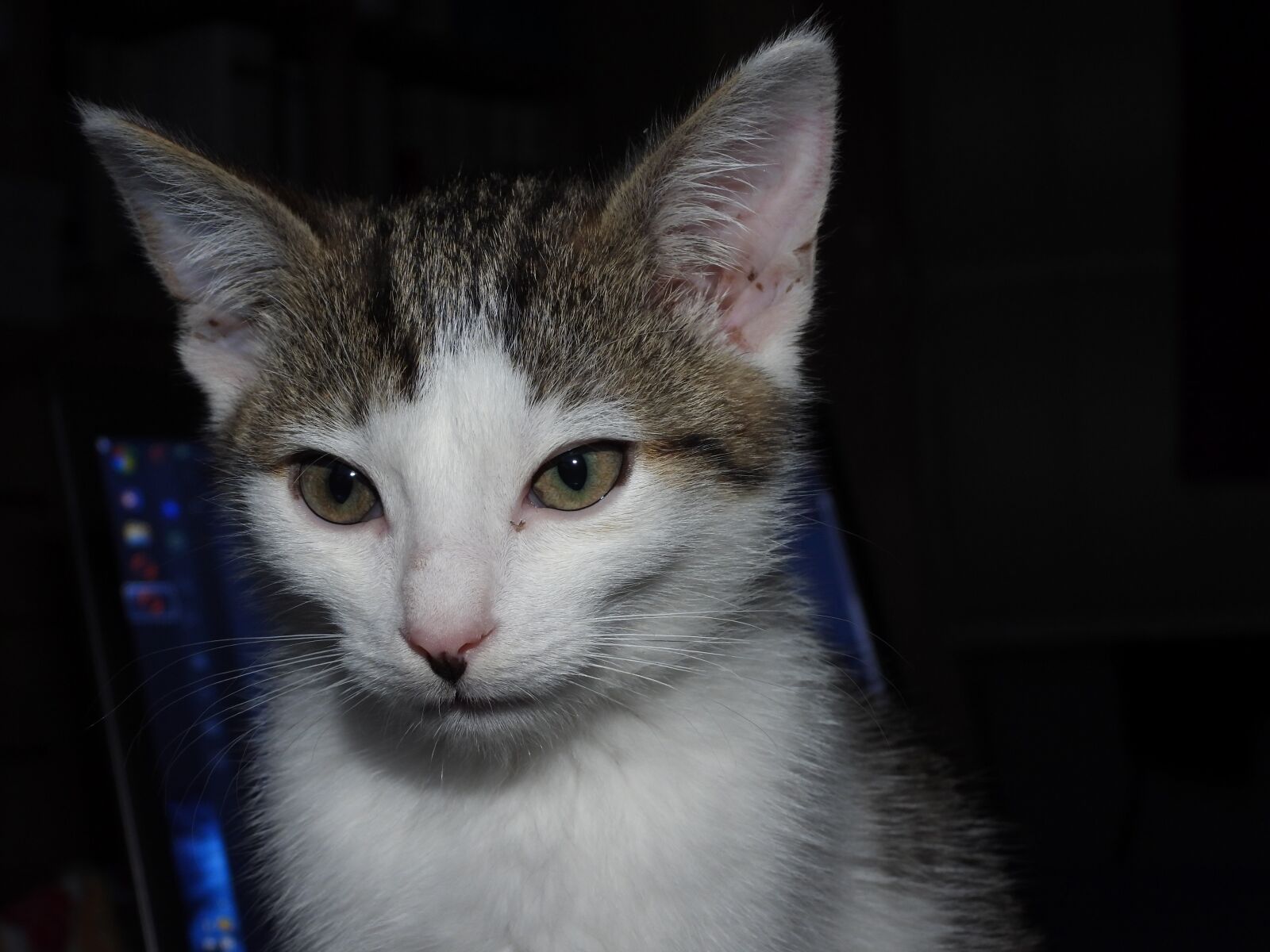 Nikon Coolpix P1000 sample photo. Cat, dachowiec, animal photography