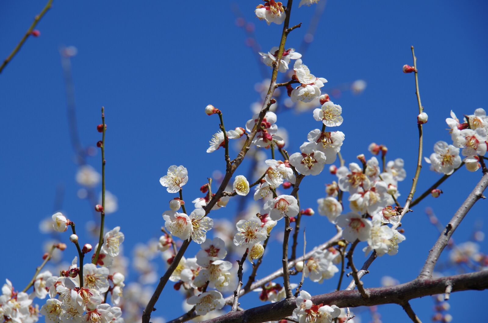 Pentax K-30 sample photo. Flowers, plum, spring photography
