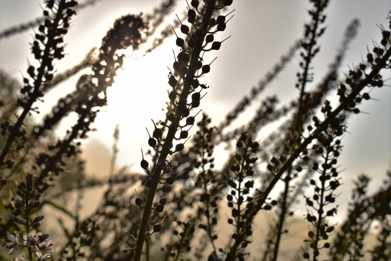 Nikon D5500 sample photo. Silver candles, plant, light photography