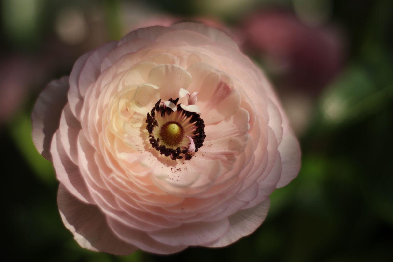 Canon EOS 7D Mark II sample photo. Flower, buttercup, pink photography