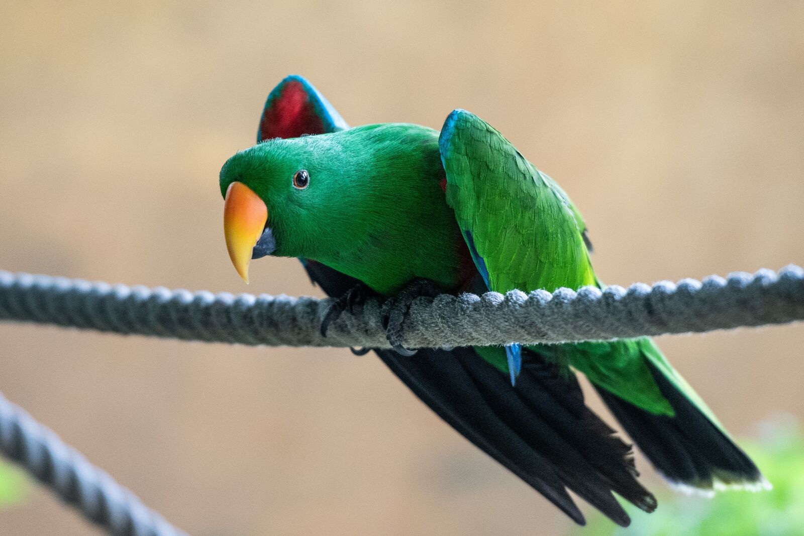 Nikon D500 sample photo. Bird, nature, colorful photography