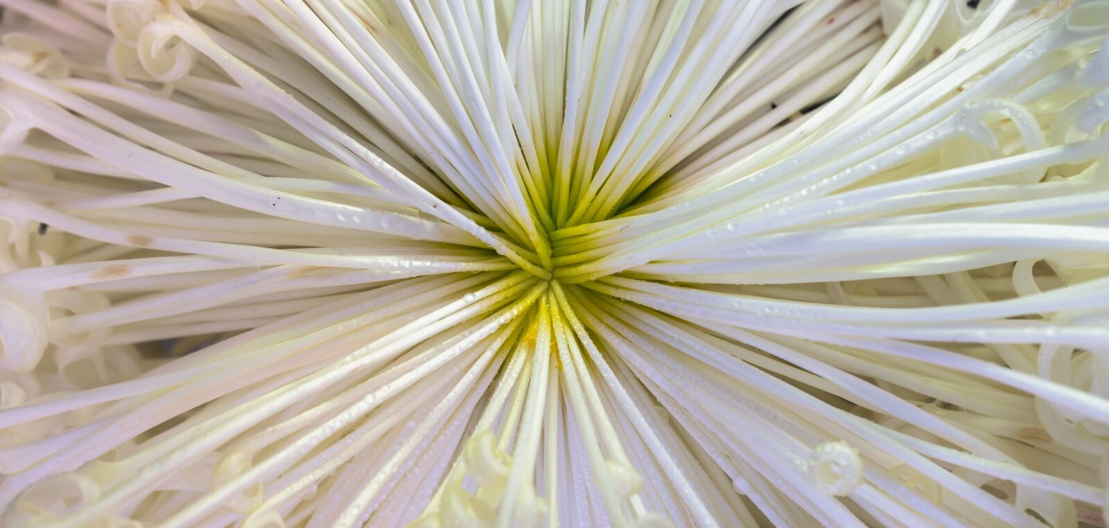 Sony E 30mm F3.5 Macro sample photo. Flowers, nature, plants photography