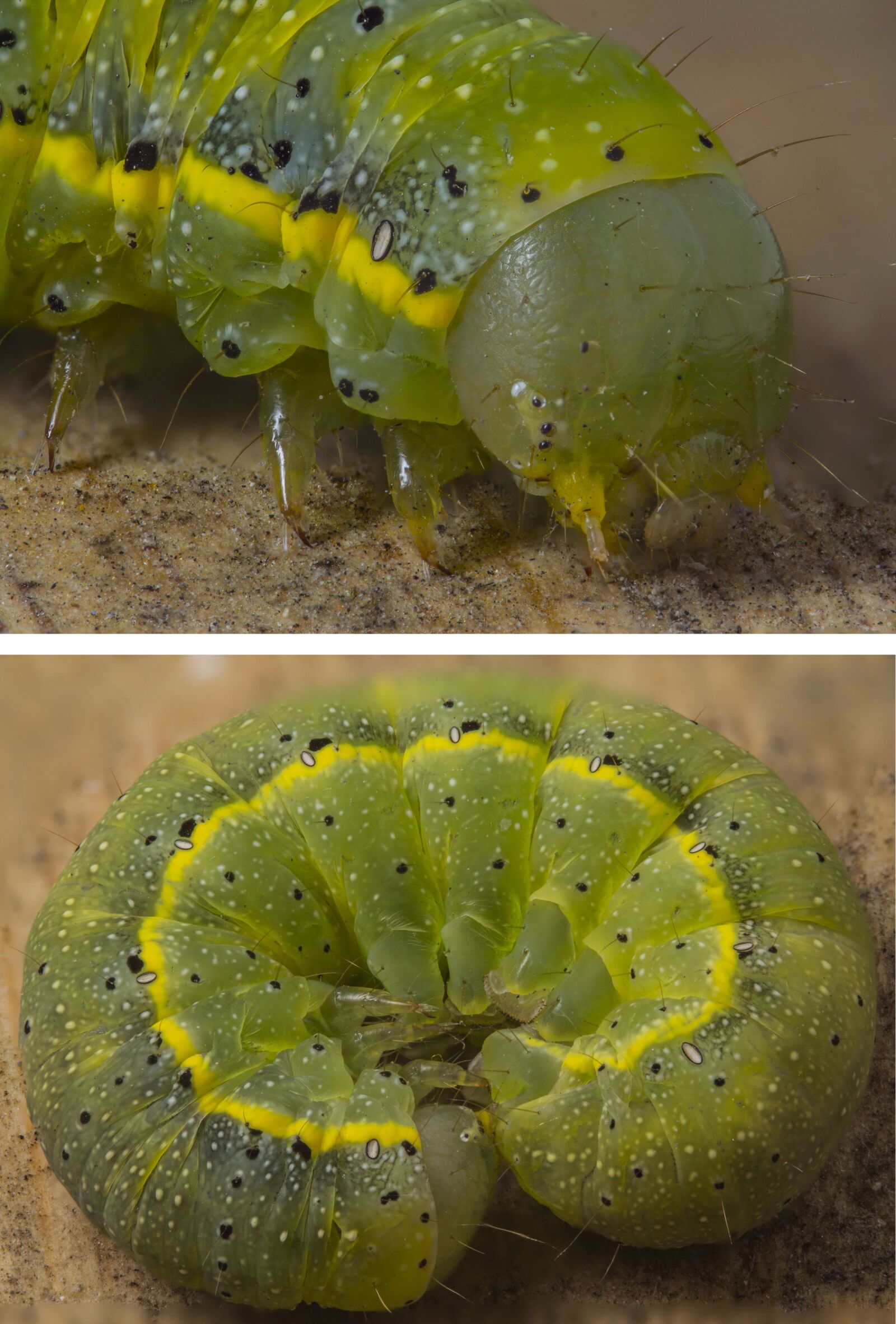 Canon EOS 60D + Canon EF 100mm F2.8 Macro USM sample photo. Caterpillar, macro, insect photography