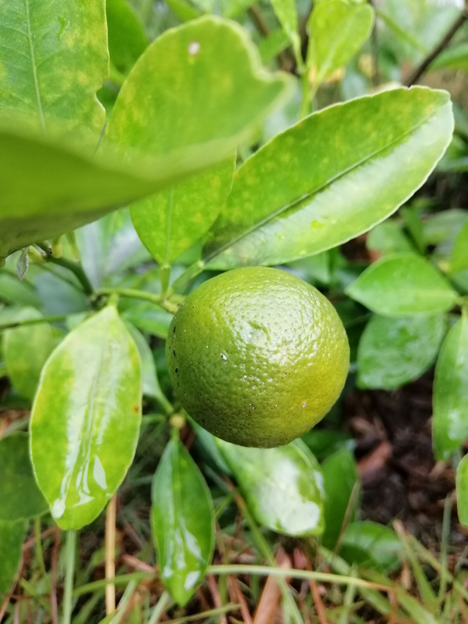 HUAWEI nova 3i sample photo. Philippine lemon, green plant photography