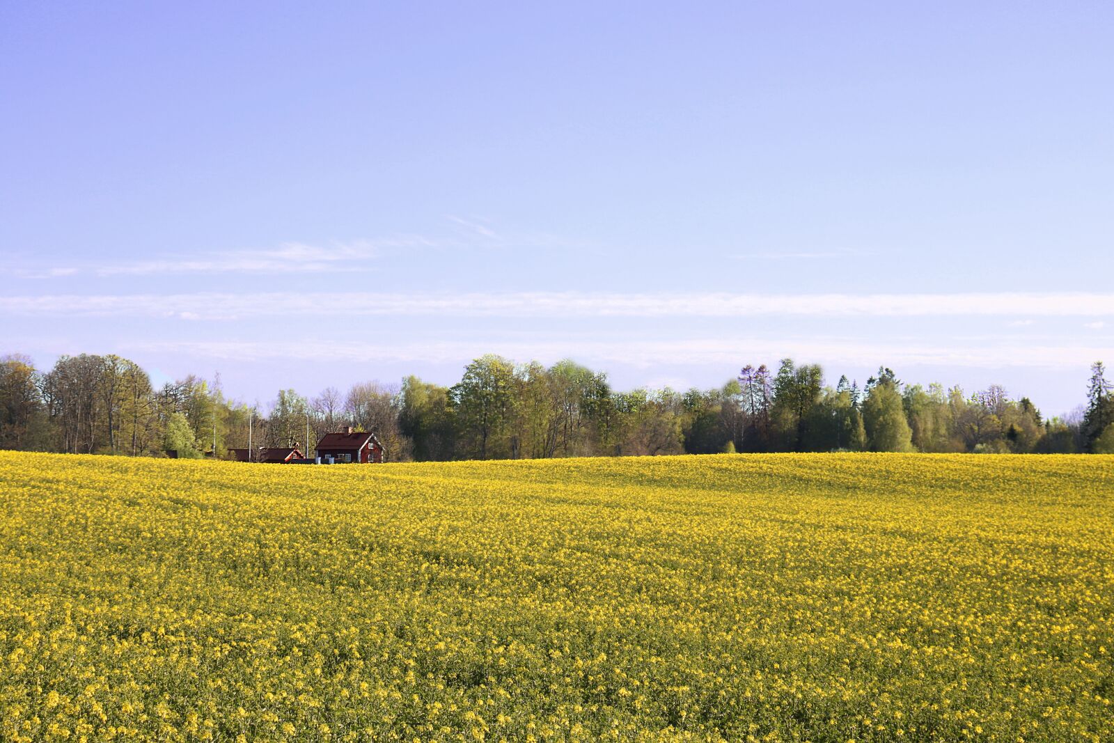 Canon EOS 77D (EOS 9000D / EOS 770D) sample photo. Oilseed rape, field of photography