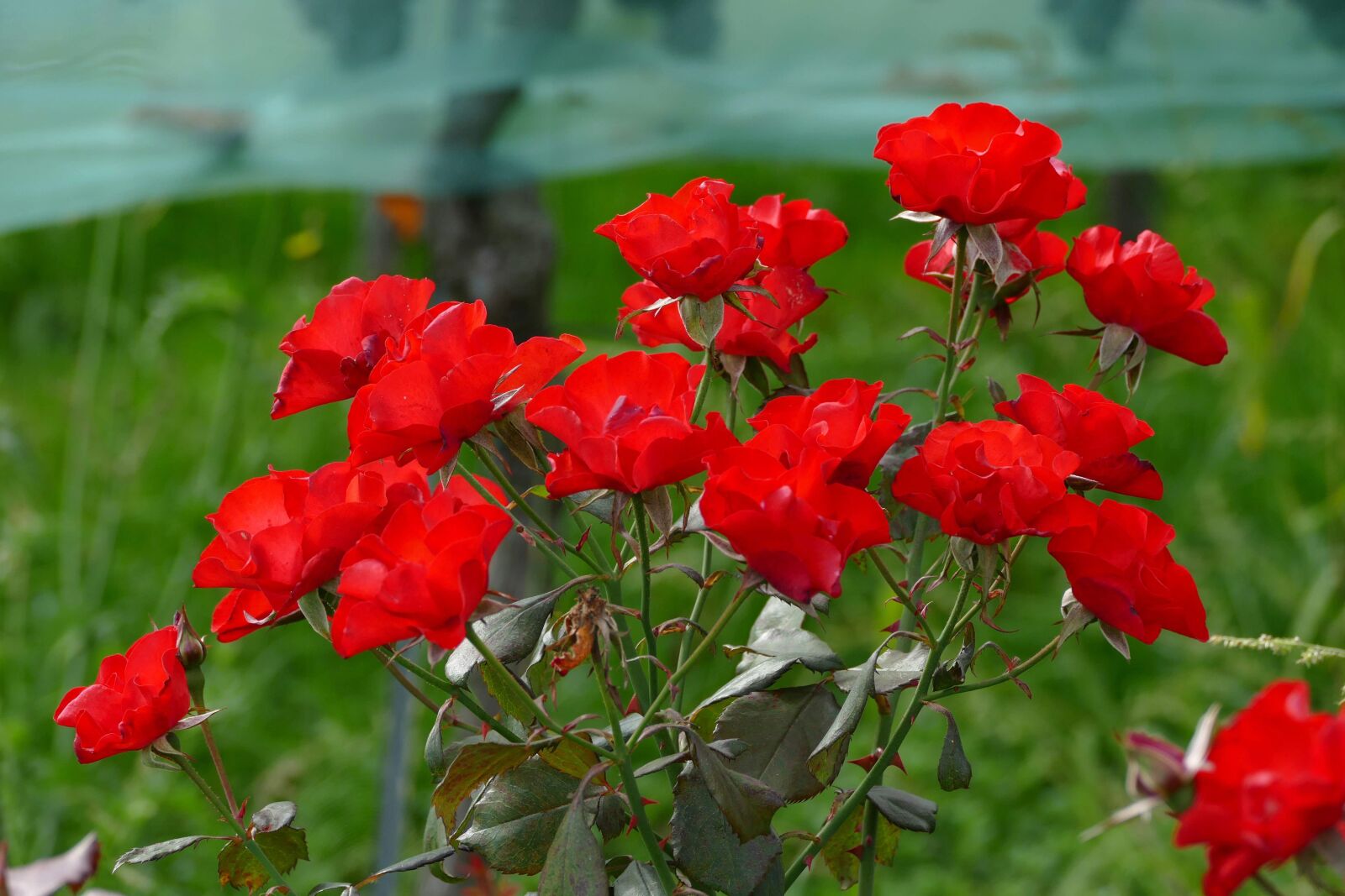Panasonic Lumix DMC-FZ1000 sample photo. Rose, red, flower photography