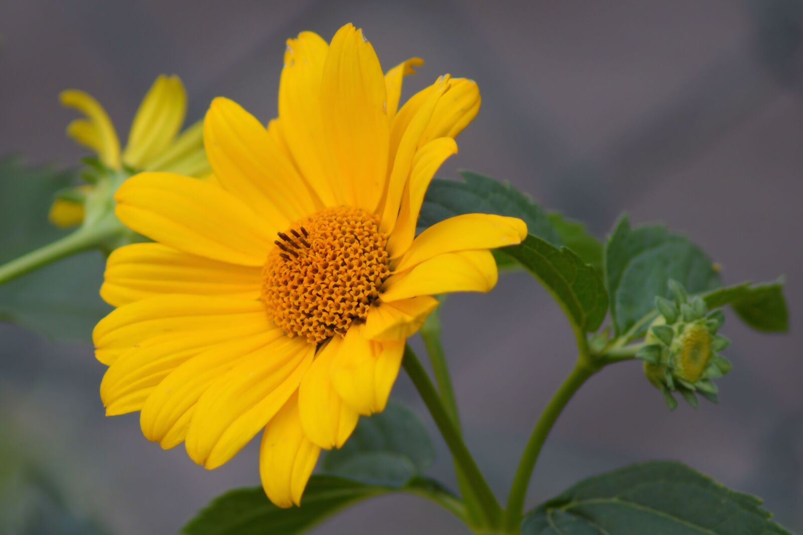Nikon D3200 sample photo. Blossom, bloom, yellow photography