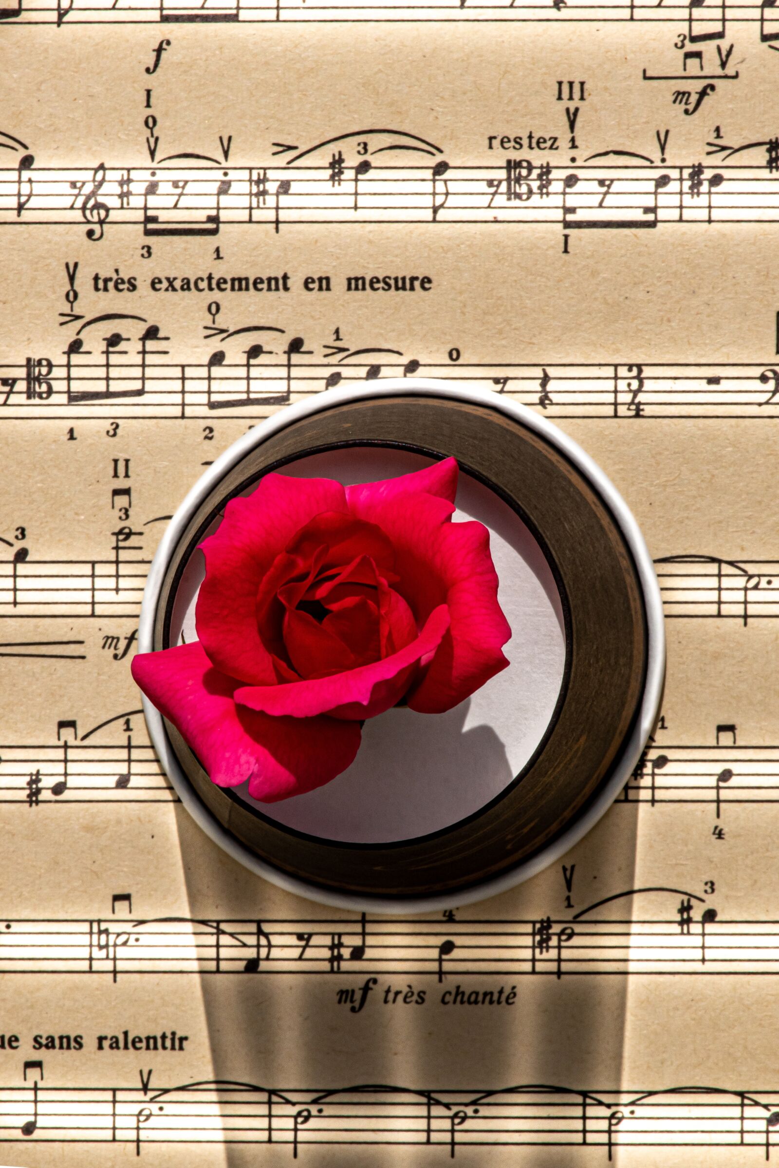 Nikon D5600 sample photo. Music note, rose, notes photography