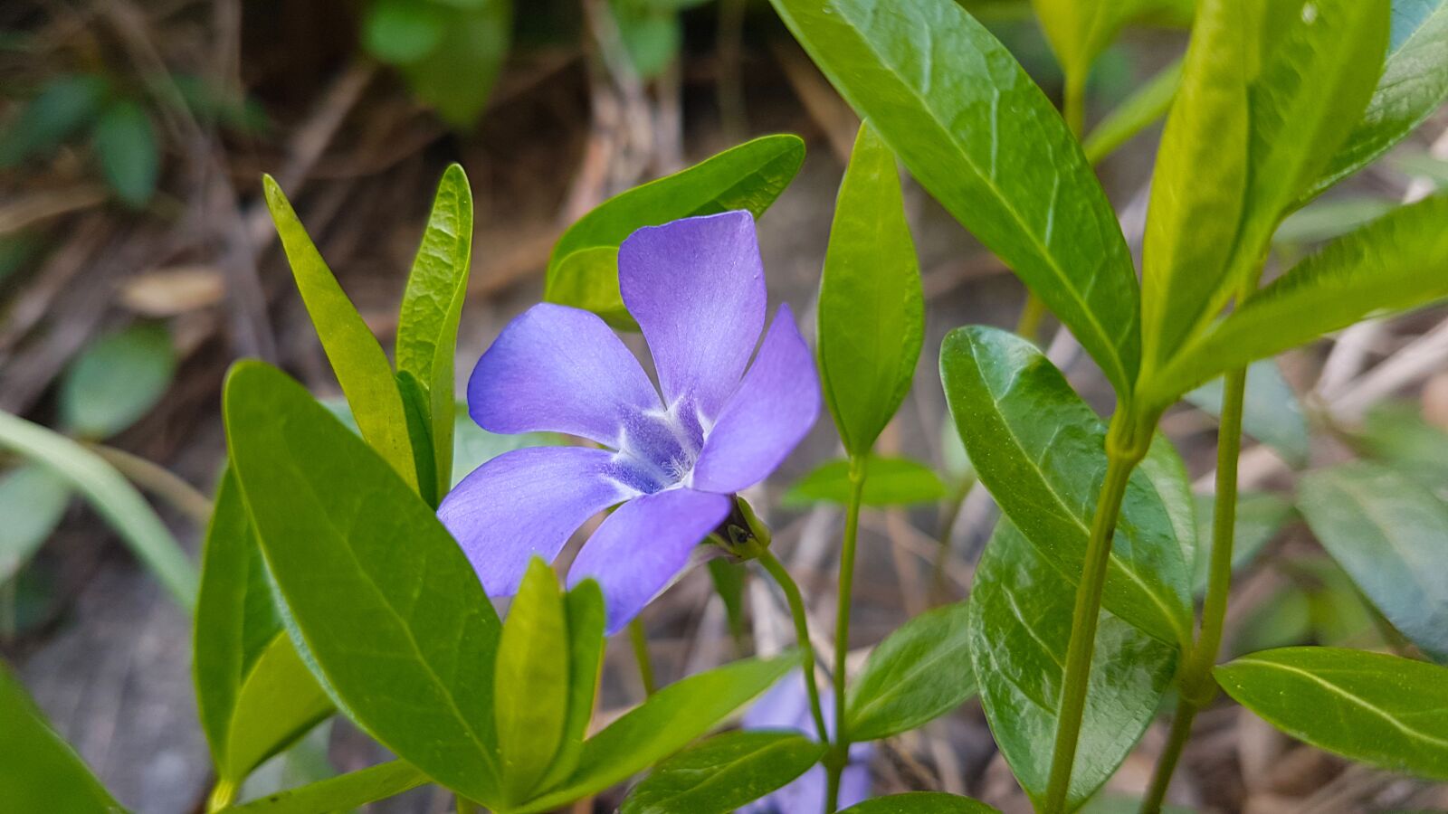Samsung Galaxy S7 Edge sample photo. Spring, flower, blue photography