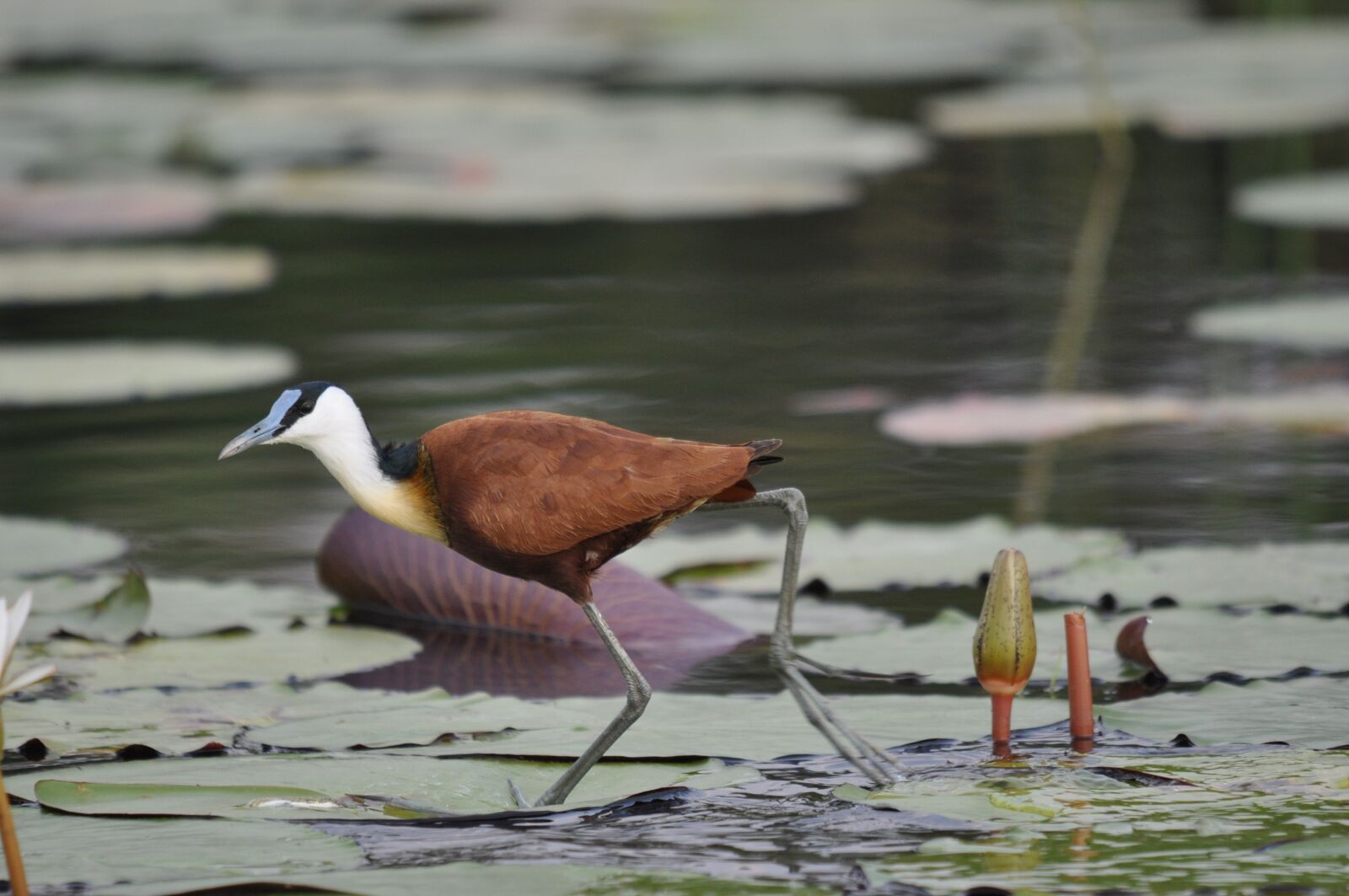 Nikon D90 sample photo. Bird, pool, lake photography