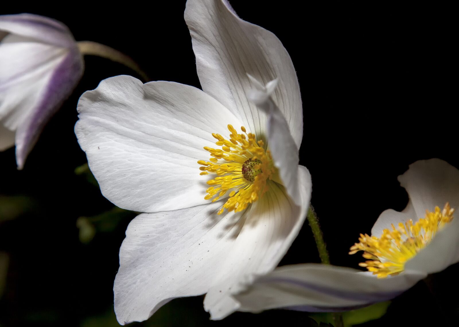 Canon EOS 50D sample photo. Anemone, flower, blossom photography
