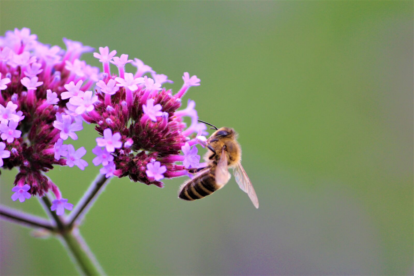 Canon EOS 1200D (EOS Rebel T5 / EOS Kiss X70 / EOS Hi) sample photo. Bee, honey bee, bees photography