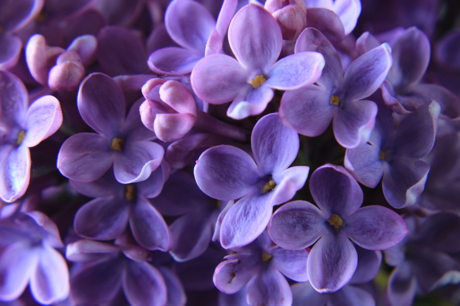 Canon EOS 2000D (EOS Rebel T7 / EOS Kiss X90 / EOS 1500D) sample photo. Lilac, close up, purple photography
