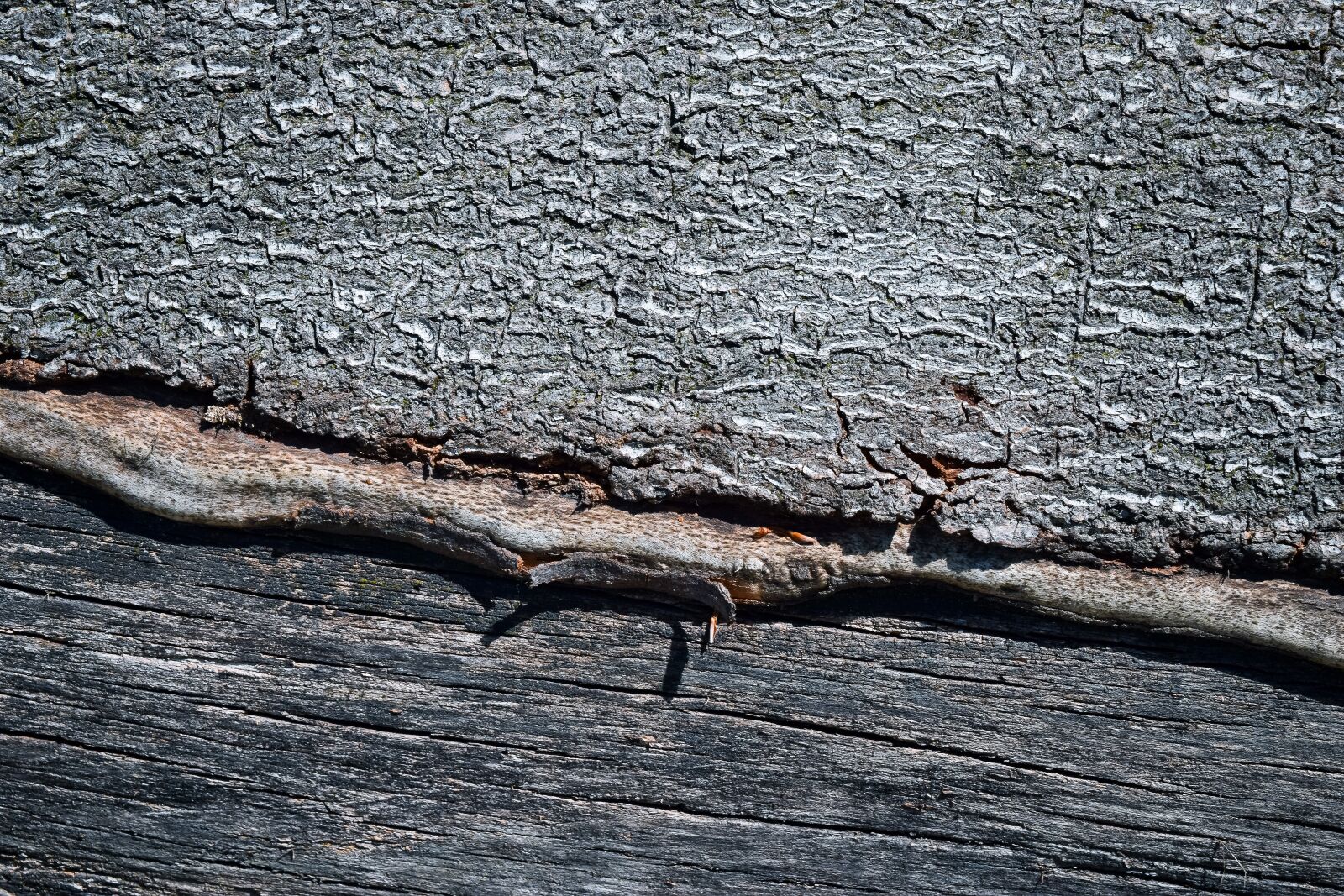 Nikon D3300 sample photo. Wood, tree, nature photography