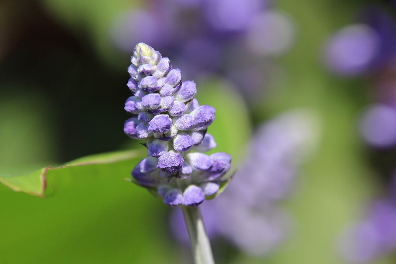 Canon EOS 1200D (EOS Rebel T5 / EOS Kiss X70 / EOS Hi) sample photo. Plant, blossom, bloom photography