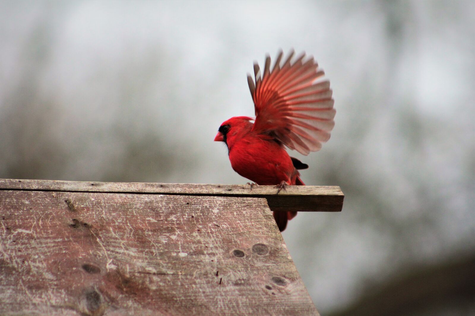 Canon EOS 550D (EOS Rebel T2i / EOS Kiss X4) sample photo. Bird, nature, outdoors photography
