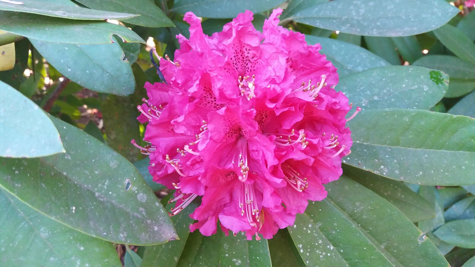 Samsung Galaxy J5 sample photo. Detail, flower, mandala photography
