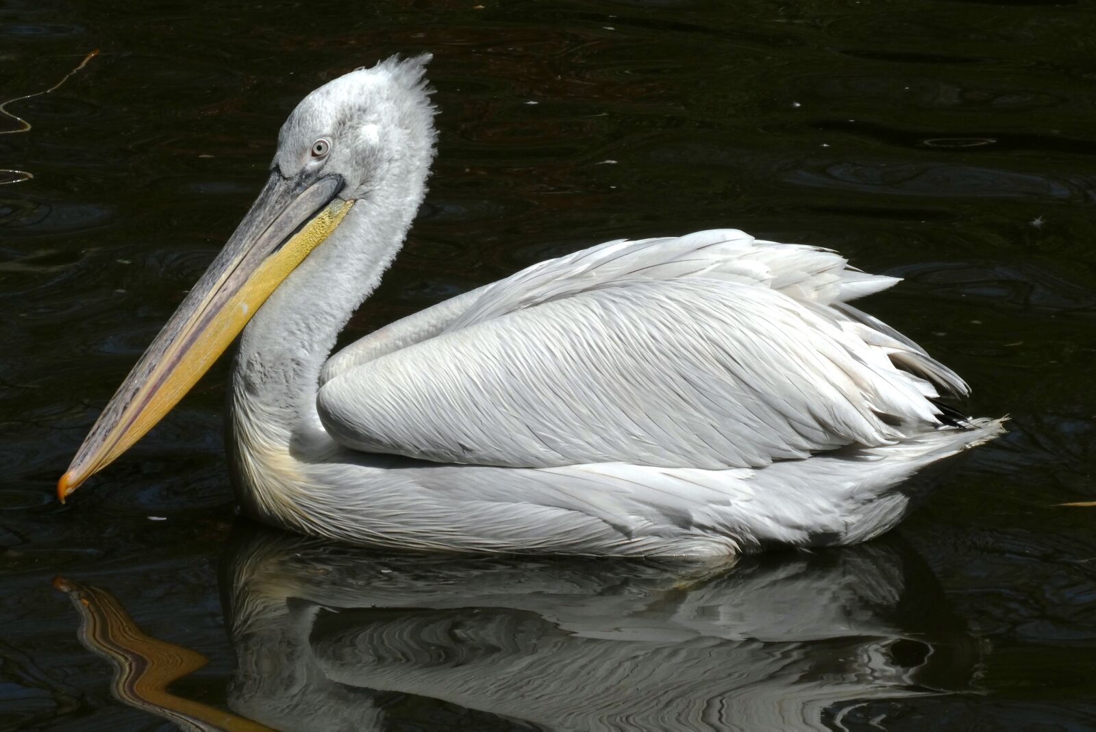 Panasonic Lumix DC-ZS70 (Lumix DC-TZ90) sample photo. Pelican, zoo, bird photography