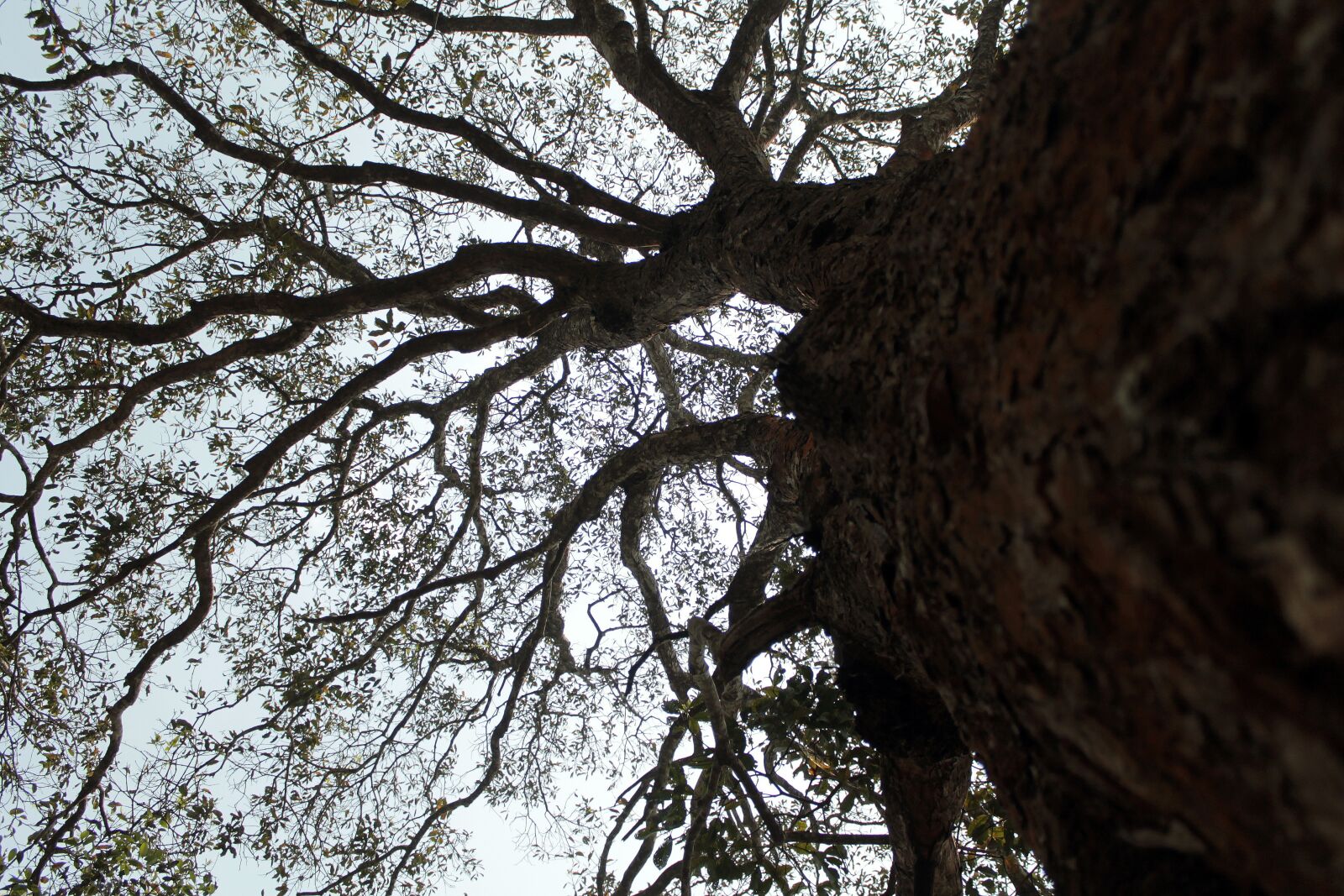 Canon EOS 1100D (EOS Rebel T3 / EOS Kiss X50) sample photo. Tree, branches, mountain photography