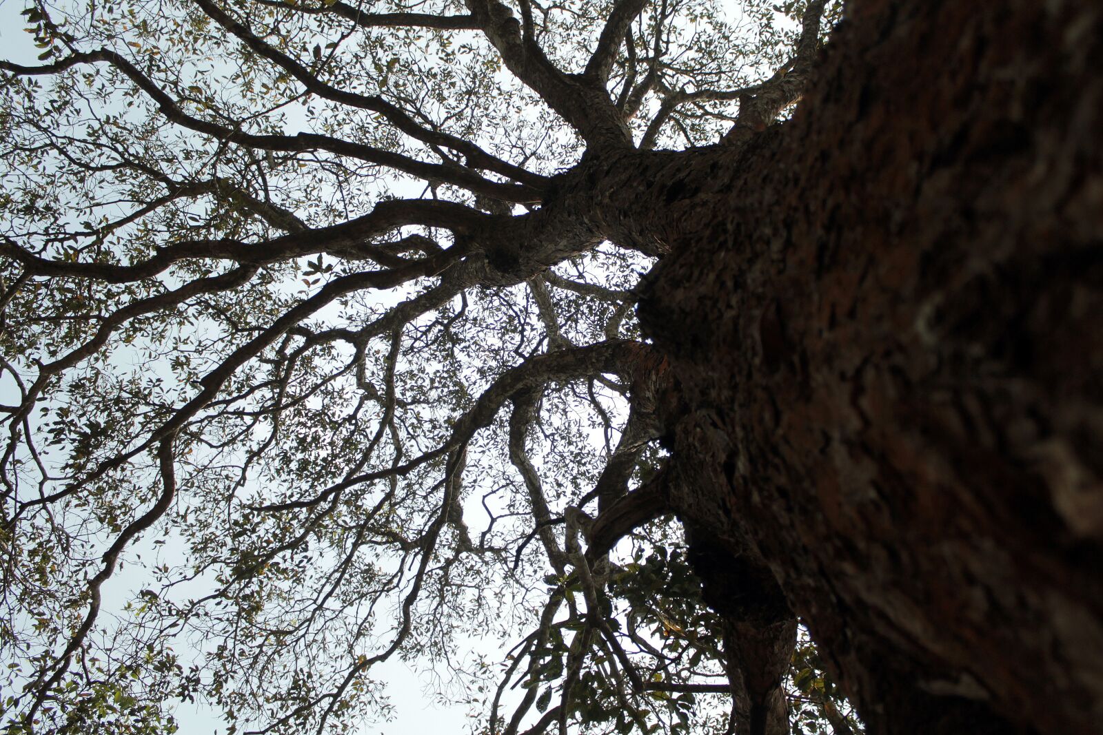 Canon EOS 1100D (EOS Rebel T3 / EOS Kiss X50) + Canon EF-S 18-55mm F3.5-5.6 IS II sample photo. Tree, branches, mountain photography