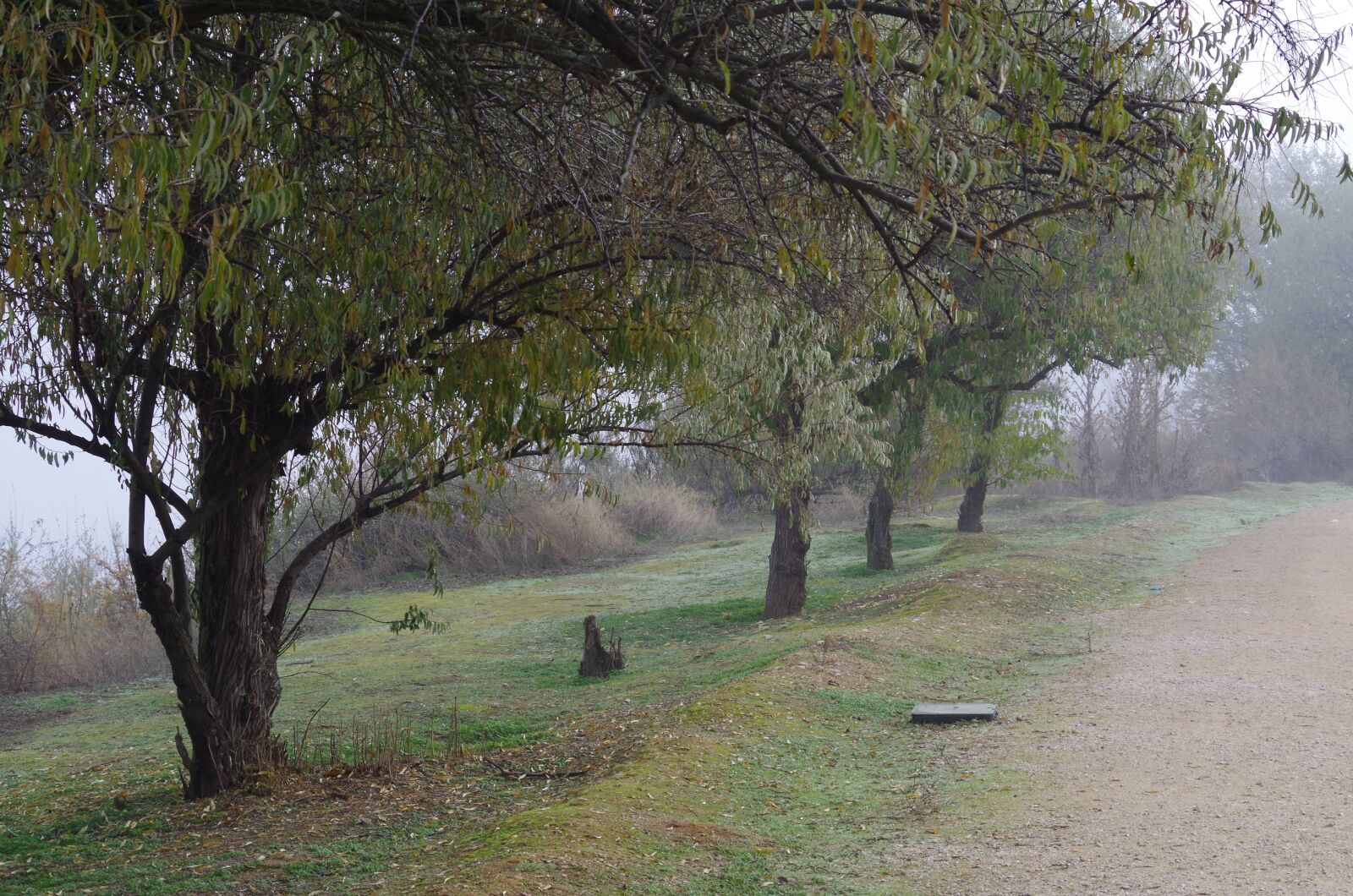 Pentax K-50 sample photo. Landscape, autumn, trees photography