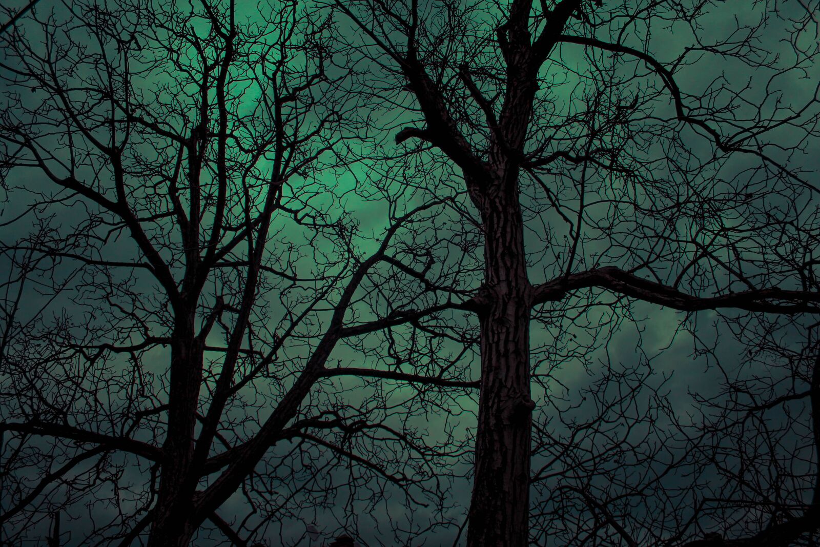 Canon EOS 1100D (EOS Rebel T3 / EOS Kiss X50) sample photo. Tree, dark, creepy photography