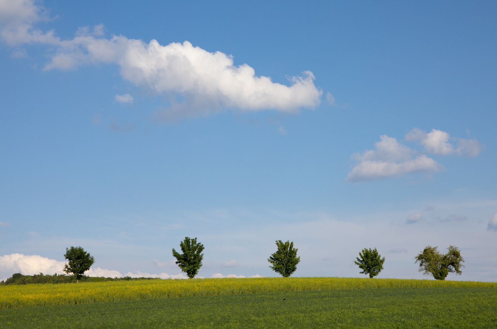 Canon EOS RP sample photo. Field, clouds, trees photography