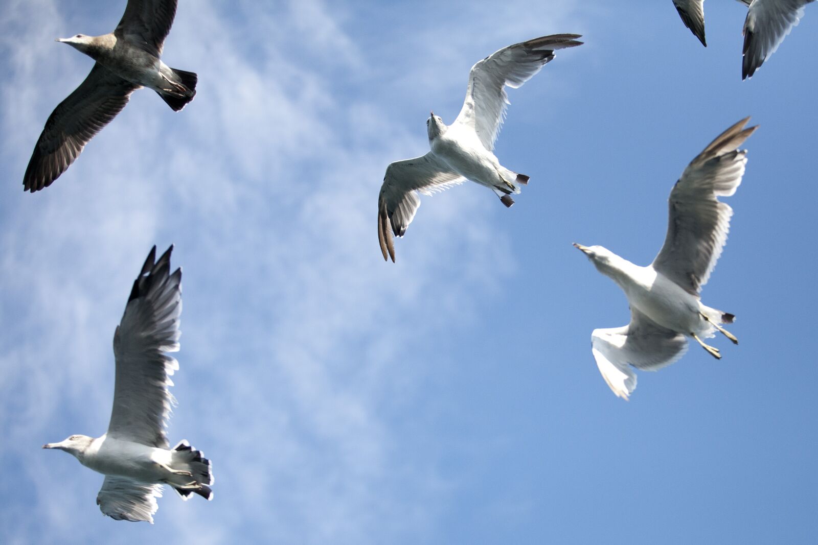 Canon EOS 5D sample photo. Seagull, sea birds, new photography