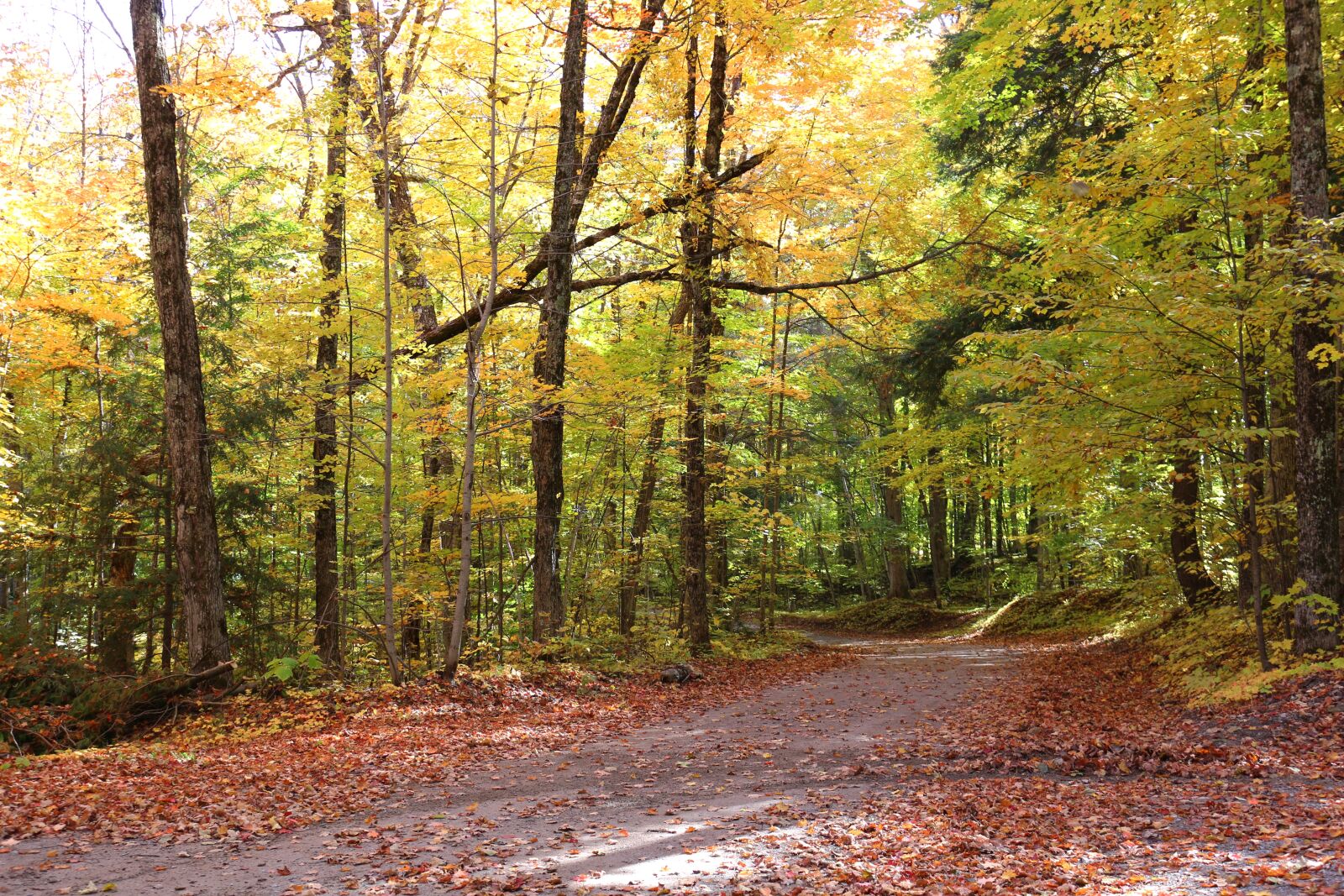Canon EOS 70D sample photo. Forest, autumn, trees photography
