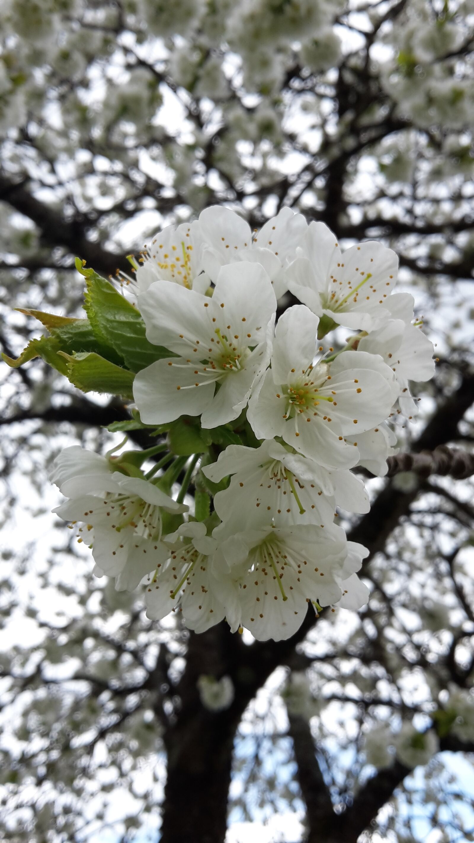Samsung Galaxy S5 Mini sample photo. Cherry blossom, spring, white photography