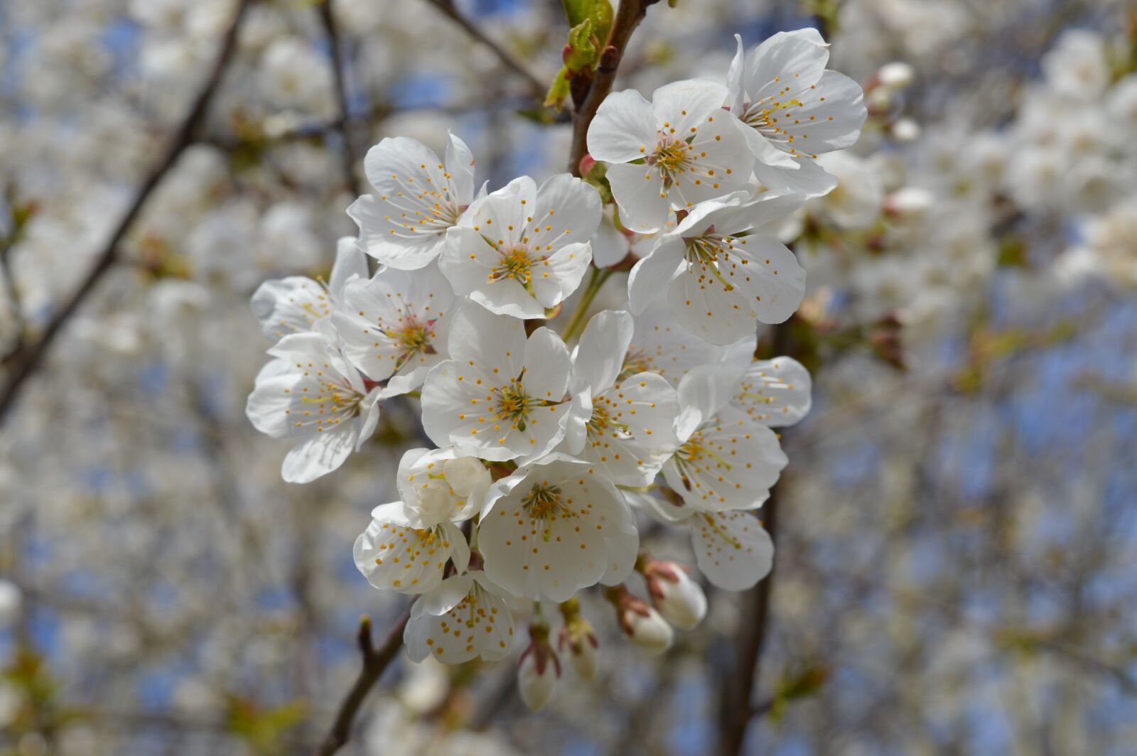 Nikon D3200 sample photo. Spring, cherry, flower photography