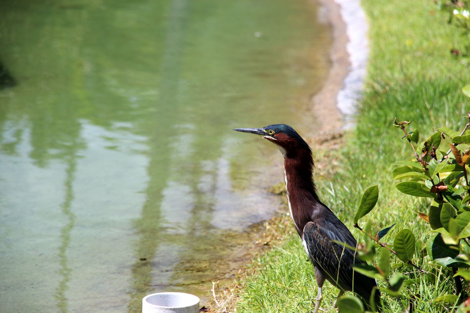 Canon EOS 650D (EOS Rebel T4i / EOS Kiss X6i) sample photo. The heron, butorides virescens photography
