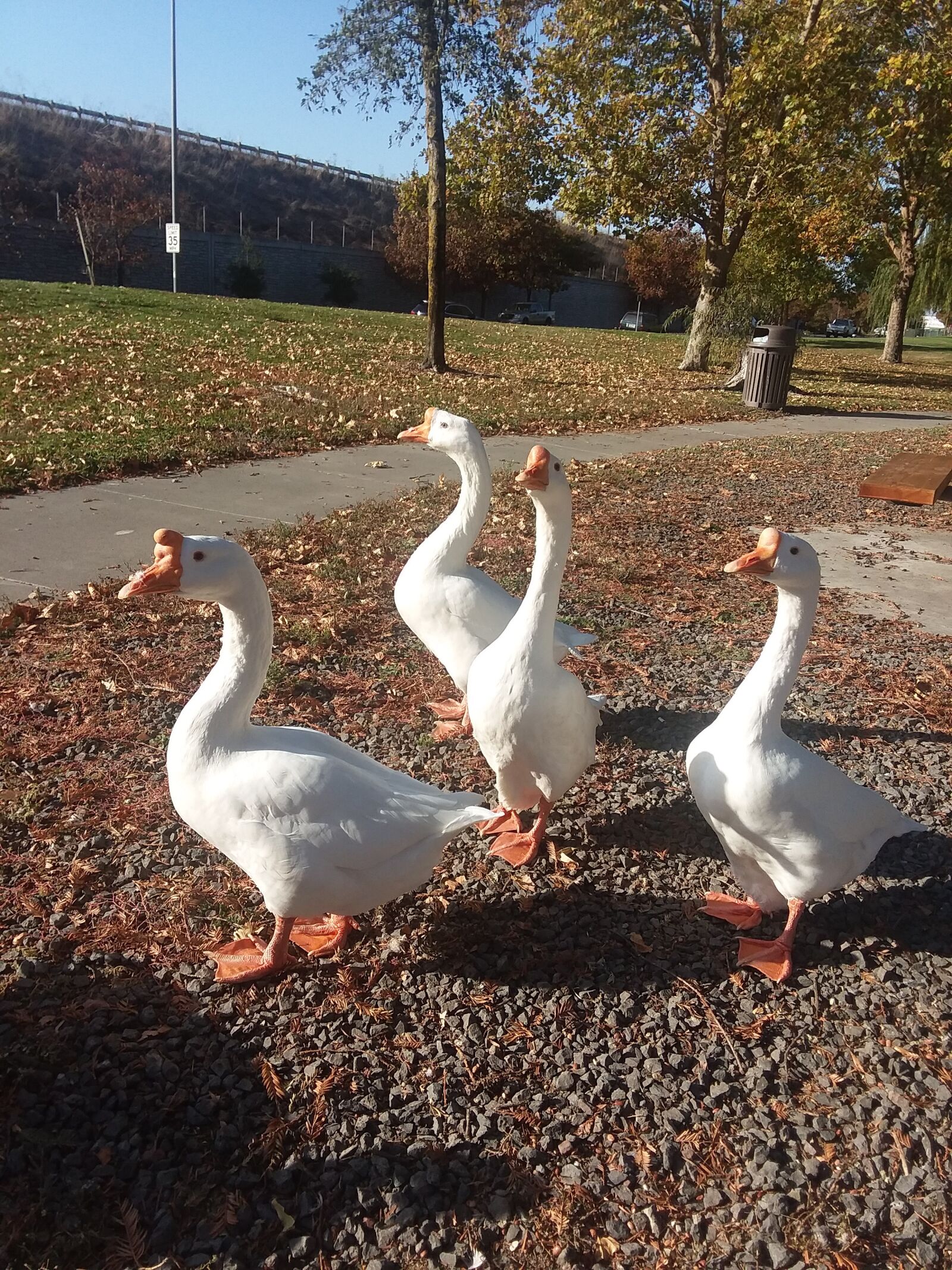 Samsung Galaxy J7 Pop sample photo. Geese, birds, nature photography