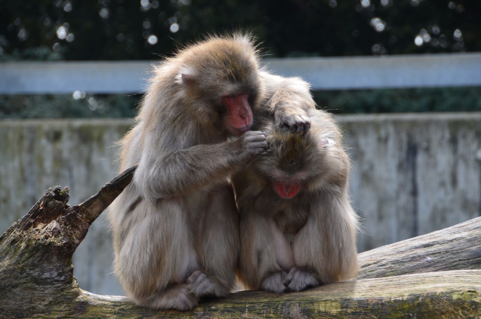 Nikon D5100 sample photo. Ape, animals, zoo photography