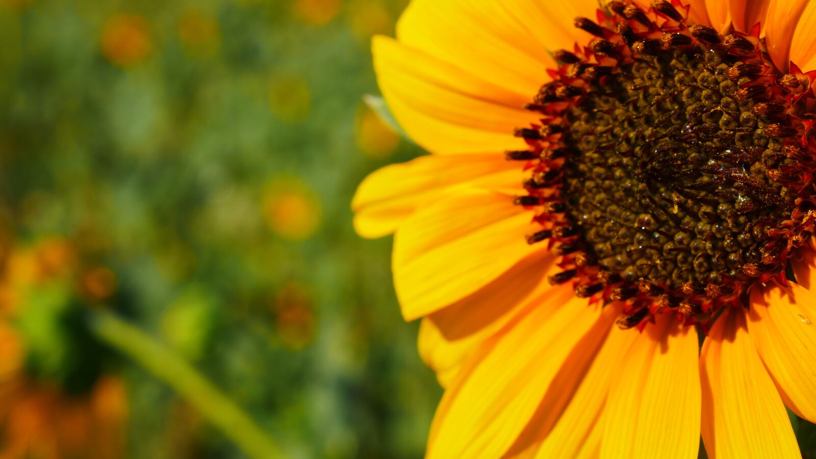Panasonic Lumix DMC-G7 sample photo. Sunflower, nature, flower photography