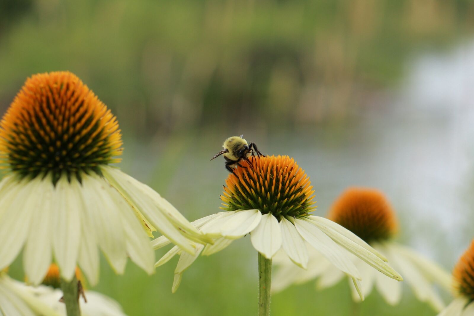 Canon EOS 700D (EOS Rebel T5i / EOS Kiss X7i) sample photo. Flowers, insects, foraging photography