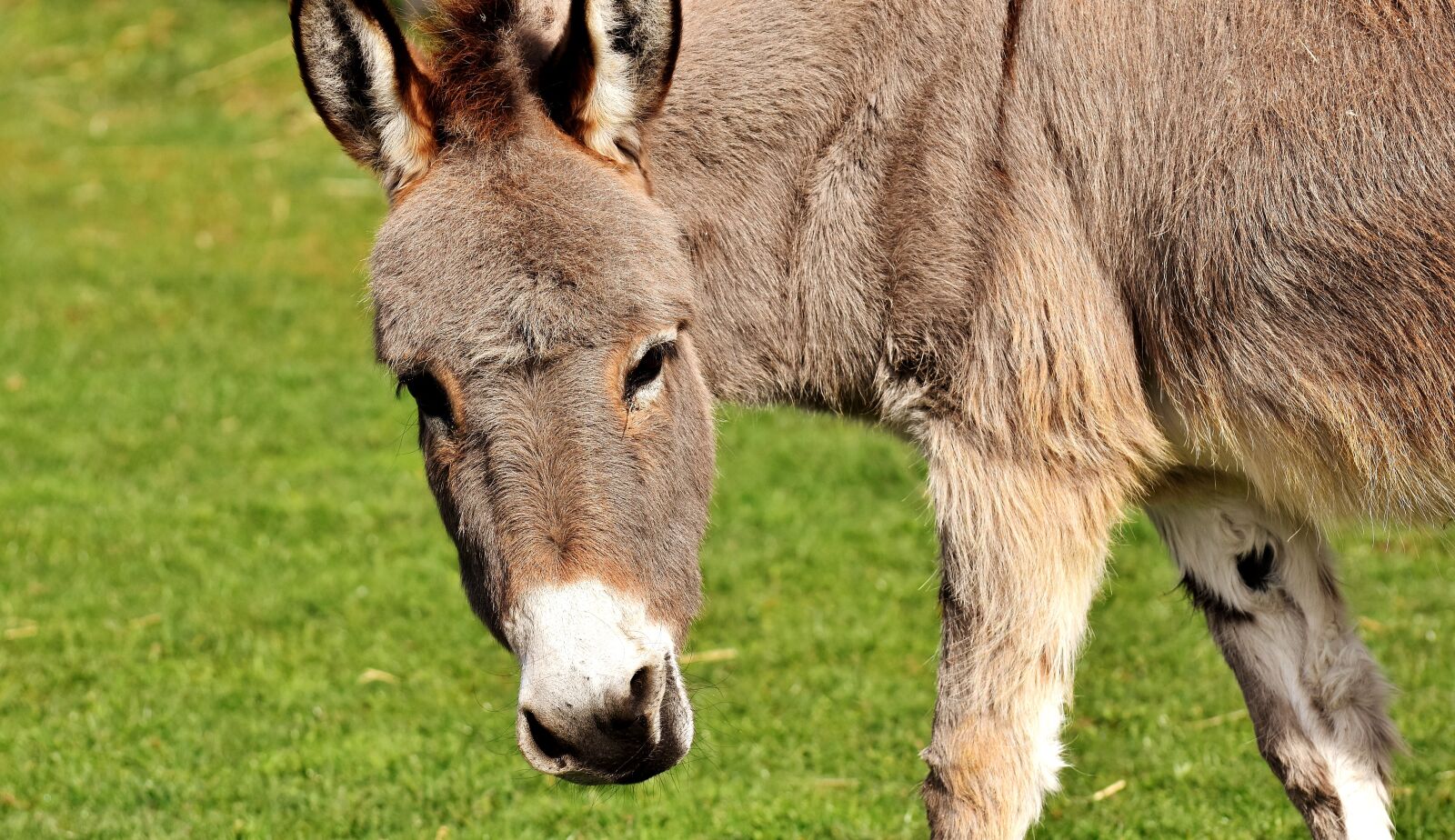 Nikon D7200 sample photo. Donkey, animal, beast of photography