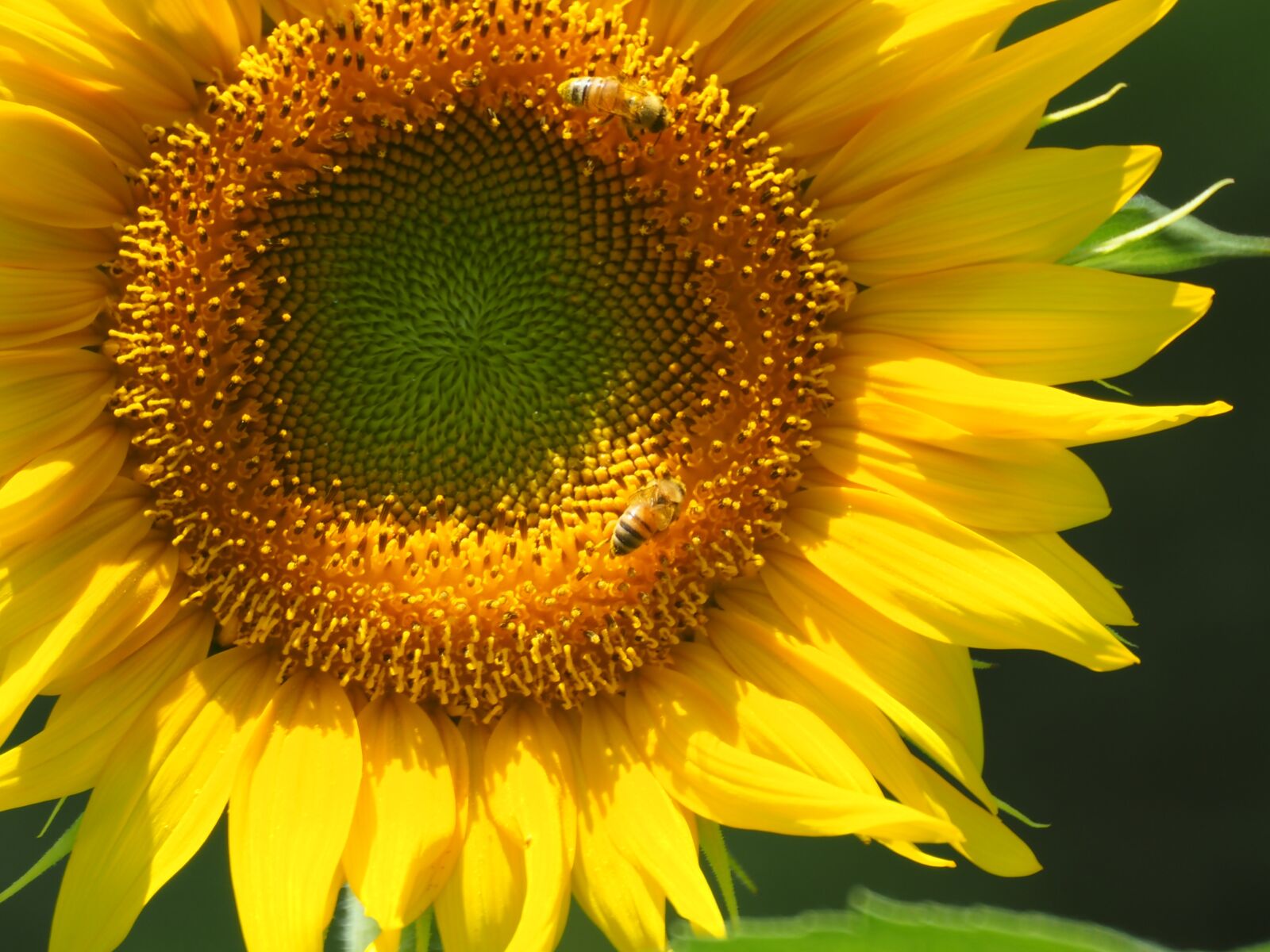 Tokina Reflex 300mm F6.3 MF Macro sample photo. Flowers, insect, bee photography