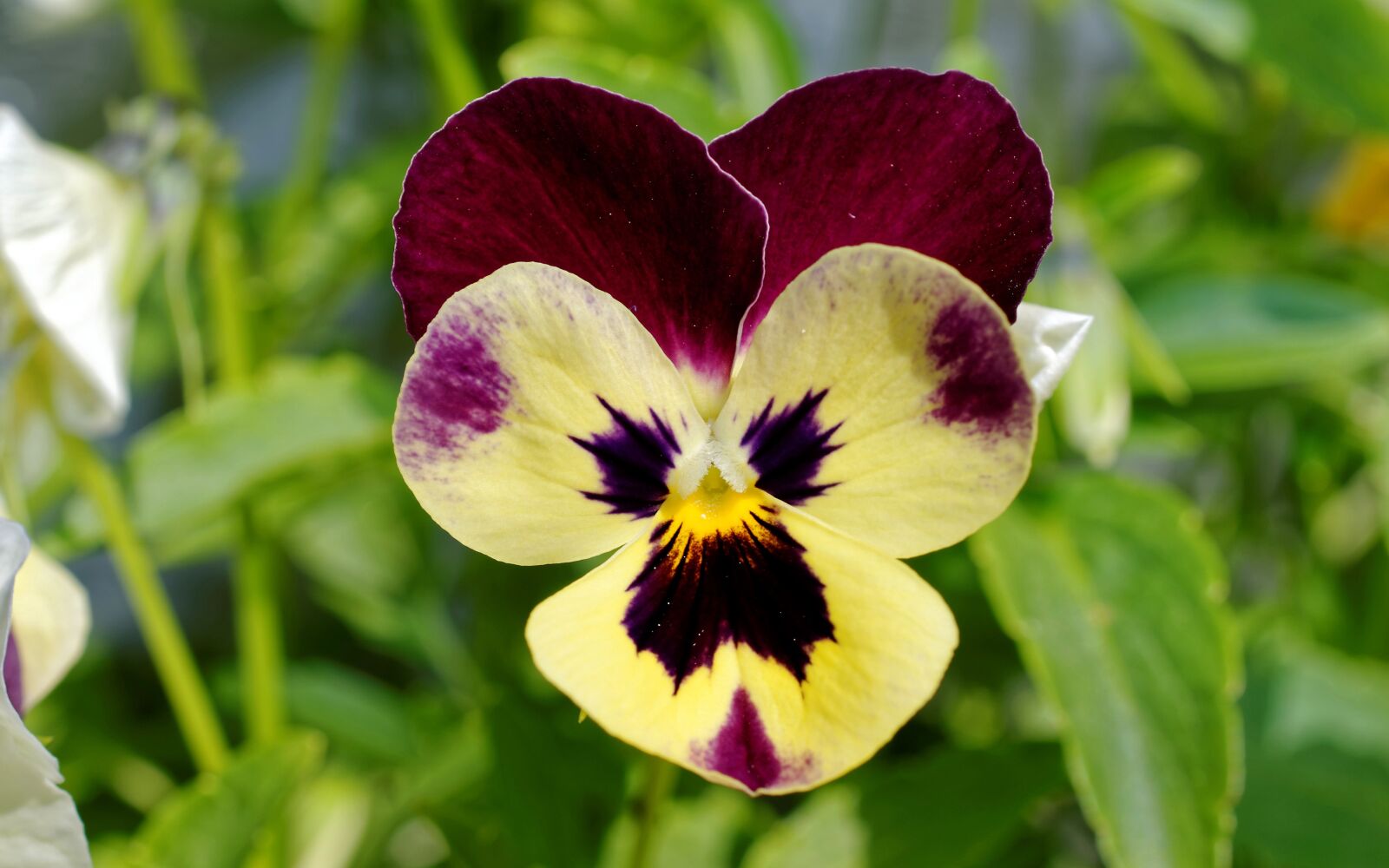Nikon D5100 sample photo. Flower, flowers, petals photography