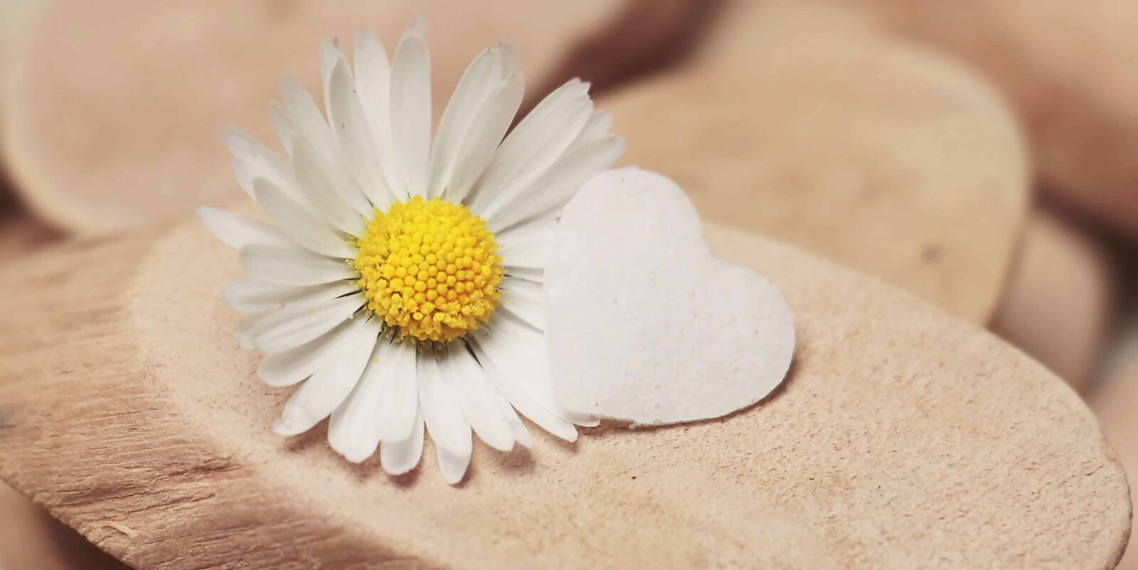 Canon EOS 100D (EOS Rebel SL1 / EOS Kiss X7) sample photo. Still life, daisy, wood photography