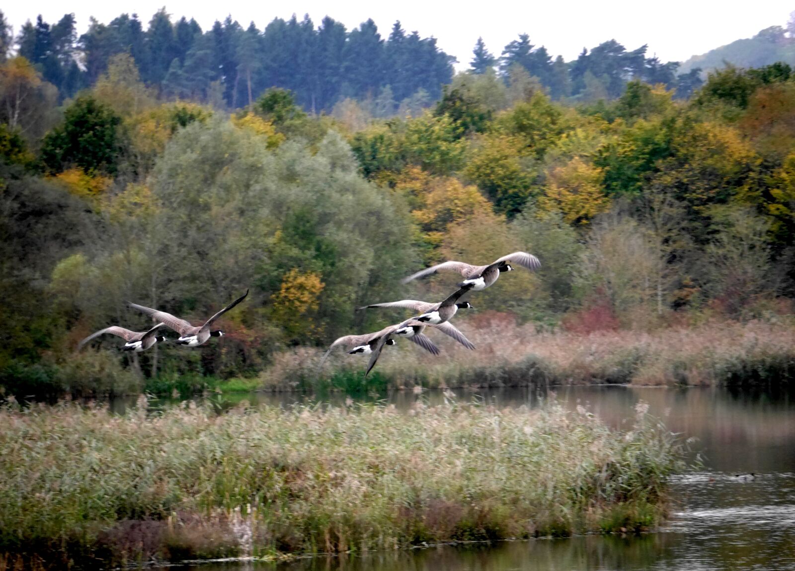 Panasonic Lumix DMC-G6 sample photo. Migratory birds, nature, geese photography