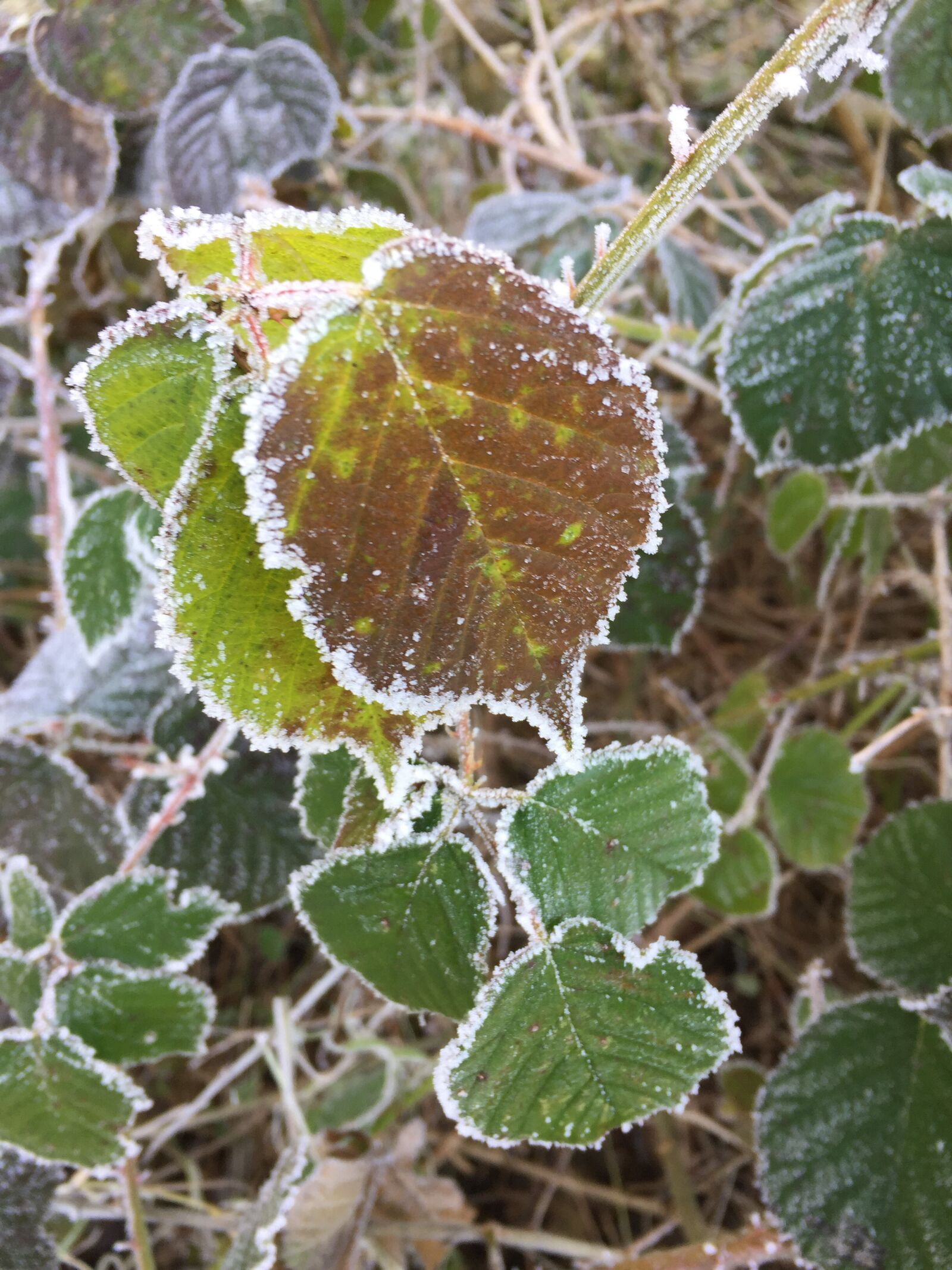 iPhone 6 back camera 4.15mm f/2.2 sample photo. Leaf, winter, frost photography
