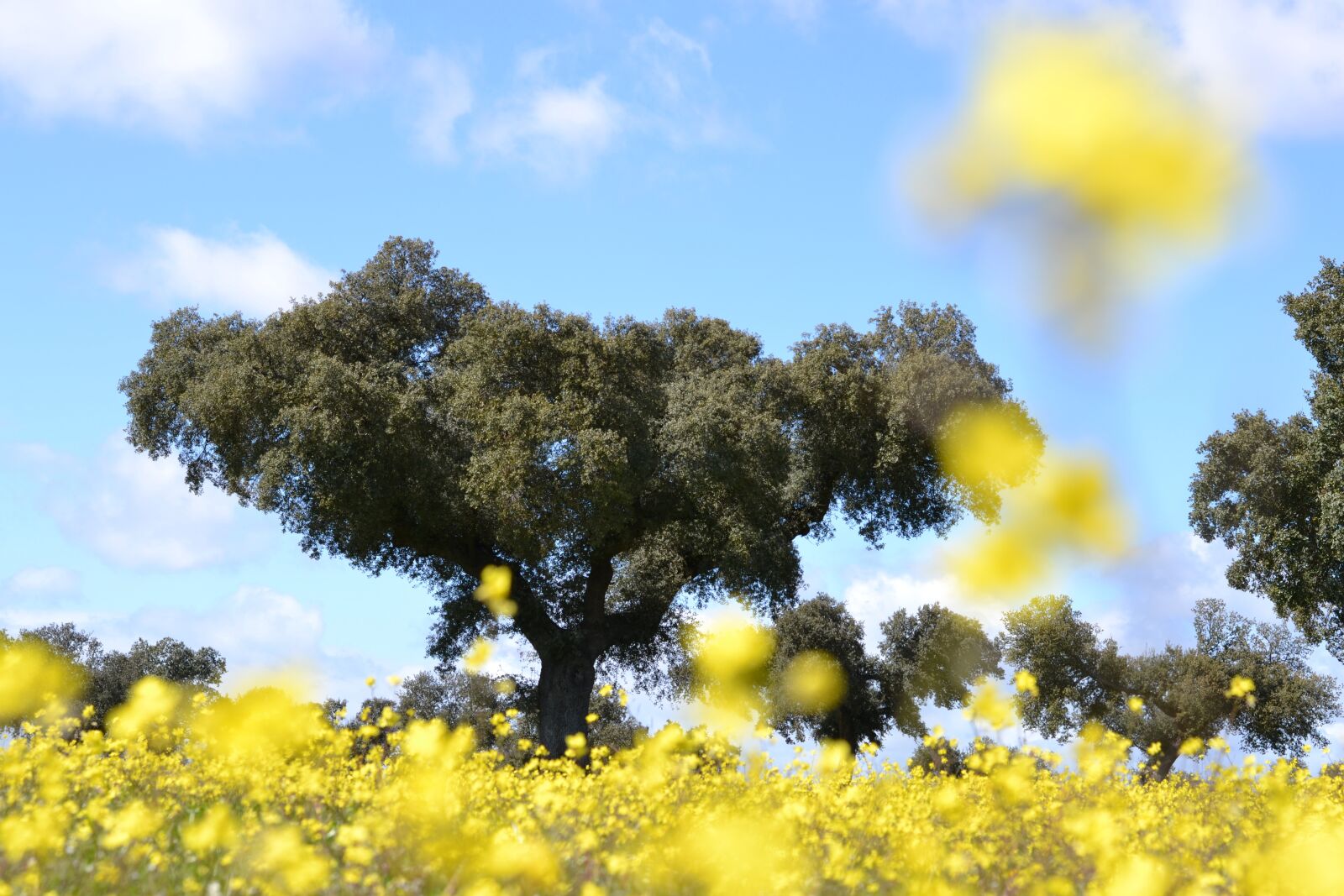 Nikon D3100 sample photo. Nature, field, tree photography