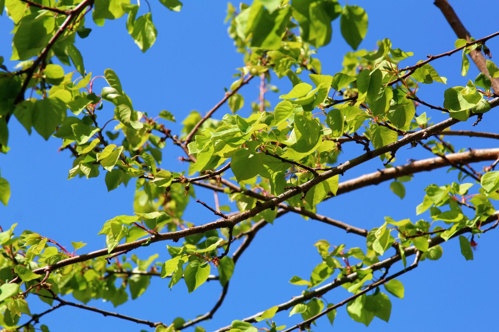 Canon EF 28-135mm F3.5-5.6 IS USM sample photo. Sky, blue, leaves photography